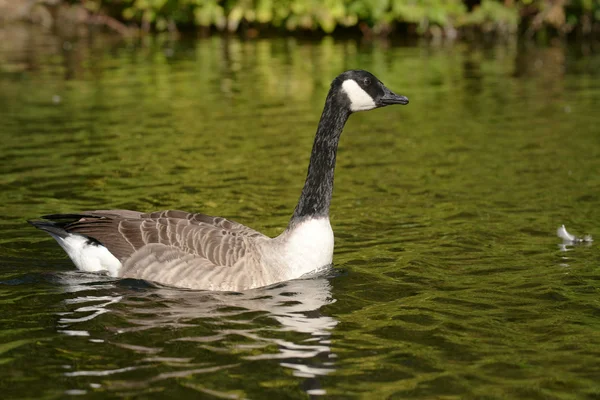 Kanadagås — Stockfoto