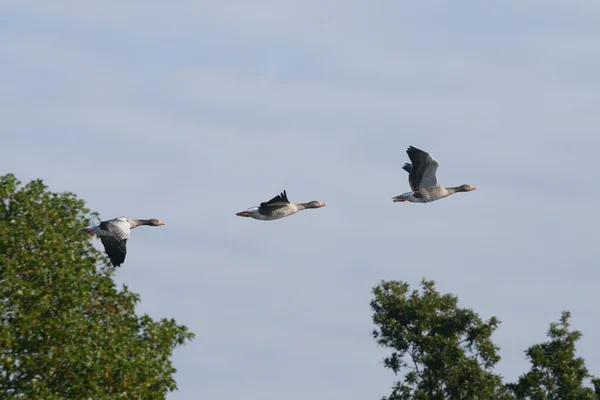 Ganso de Greylag en el vuelo . — Foto de Stock