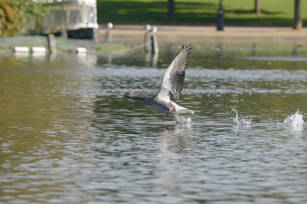 Ganso Greylag no voo . — Fotografia de Stock