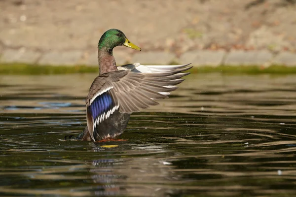 Stockente - Männchen — Stockfoto