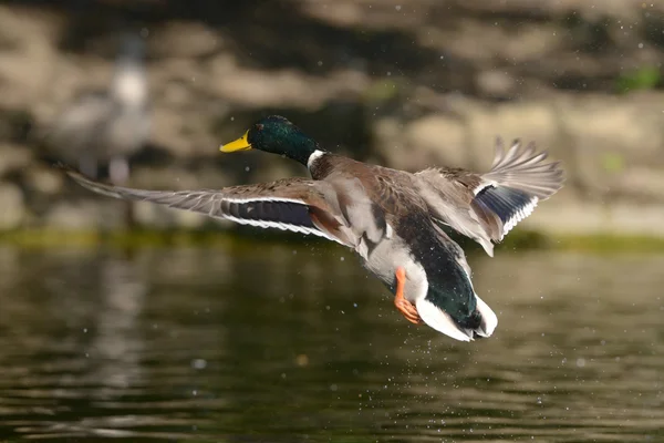 Mallard in volo . — Foto Stock