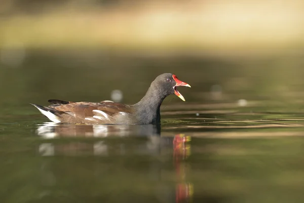 Moorhuhn — Stockfoto