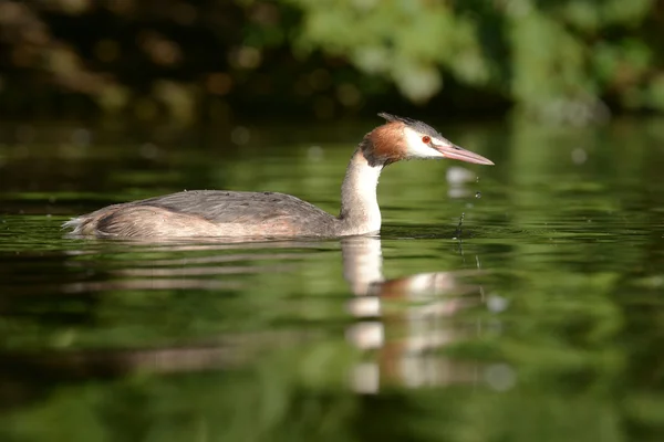 Gran Grebe Crestado — Foto de Stock