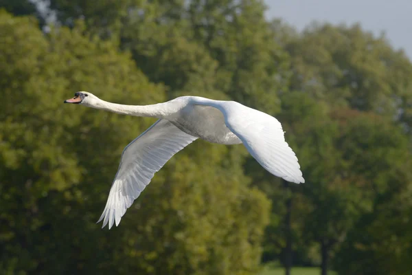 Cisne mudo en el vuelo . — Foto de Stock
