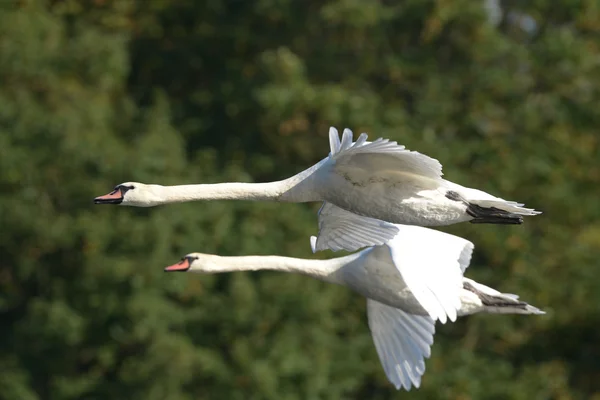 Cisne mudo en el vuelo . — Foto de Stock