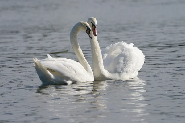 Cisne mudo - par — Foto de Stock