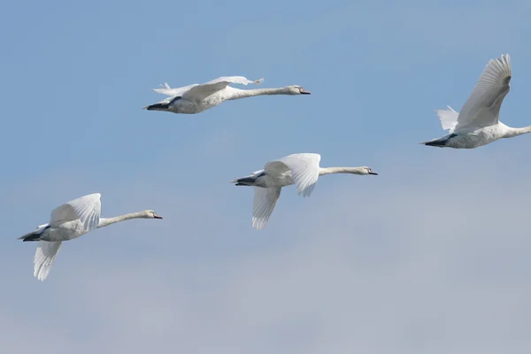 Knölsvan i klassen. — Stockfoto