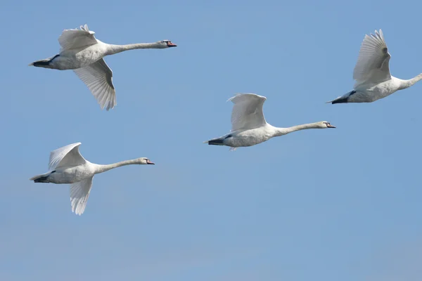 Mute Swan в полете . — стоковое фото