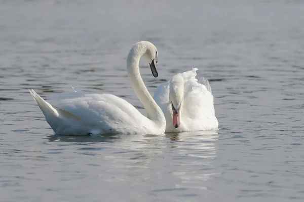 Cisne mudo - par — Foto de Stock