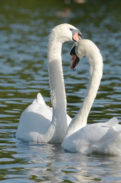 Mute Swan - Pair — Stock Photo, Image