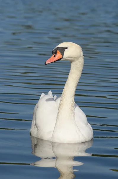 Cisne mudo — Fotografia de Stock