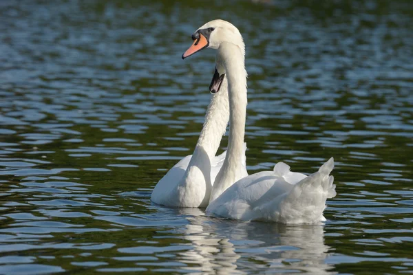 Mute Swan - Pair — Stock Photo, Image