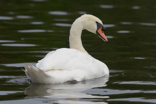 Mute Swan — Stock Photo, Image