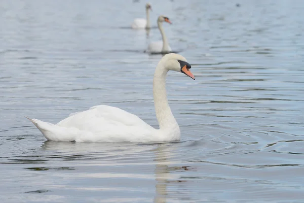 Knölsvan — Stockfoto