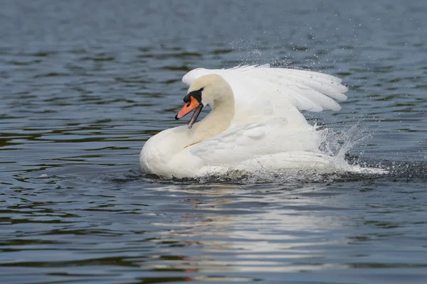 Knölsvan — Stockfoto