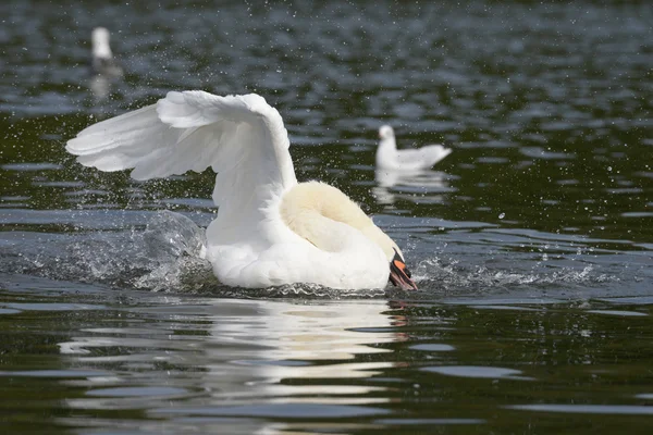 Cisne mudo — Fotografia de Stock