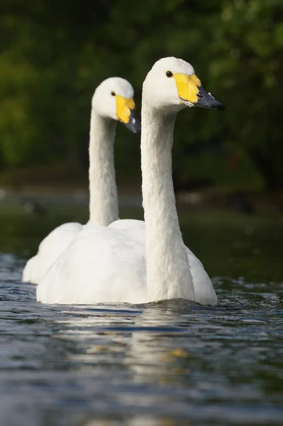 Cisne cantor, cygnus cygnus — Foto de Stock