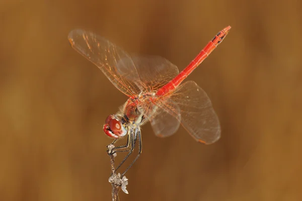 Red-veined Darter, Sympetrum fonscolombii — Stock Photo, Image