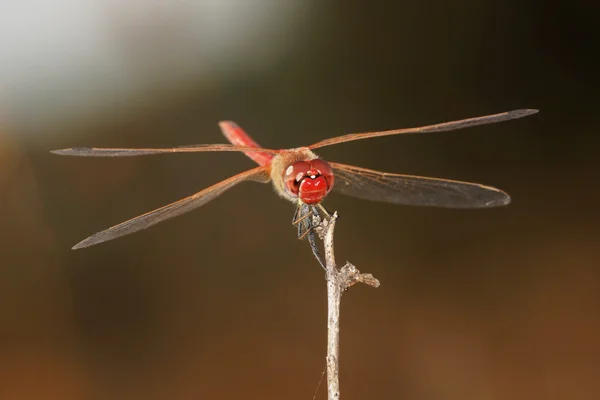 赤い縞模様のあるダーツを投げる、アカネ ♂ — ストック写真