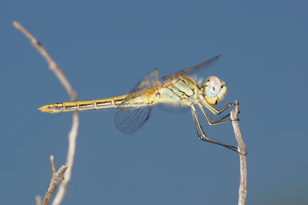 赤い縞模様のあるダーツを投げる、アカネ ♂ — ストック写真