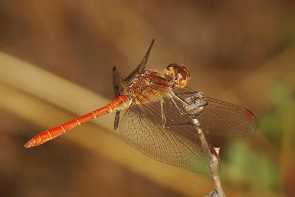 Red-veined Darter, Sympetrum fonscolombii — Stock Photo, Image
