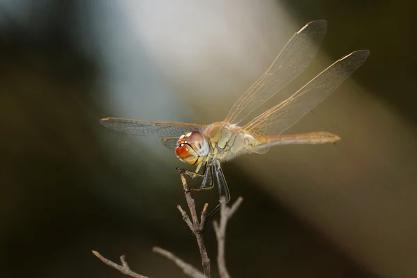 Vandrande ängstrollslända, Sympetrum fonscolombii — Stockfoto