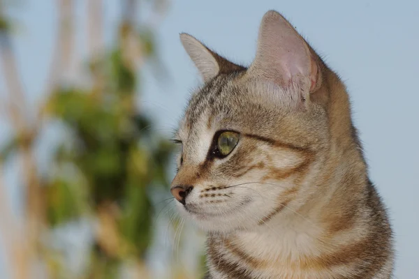 Katze, Katze, Miezekatze — Stockfoto