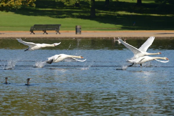 Mute Swan in the flight. — Stock Photo, Image