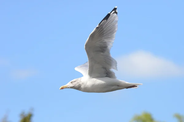 European Herring Gull, Larus argentatus — Stock Photo, Image