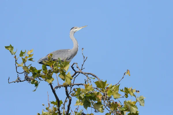 Héron gris, Ardea cinerea — Photo