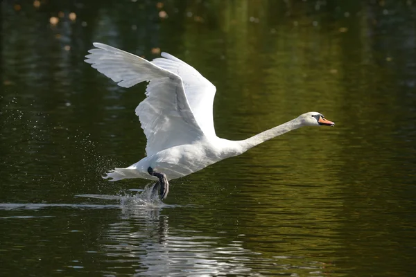 Cisne mudo no voo . — Fotografia de Stock