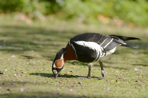 Rödhalsad gås branta ruficollis — Stockfoto