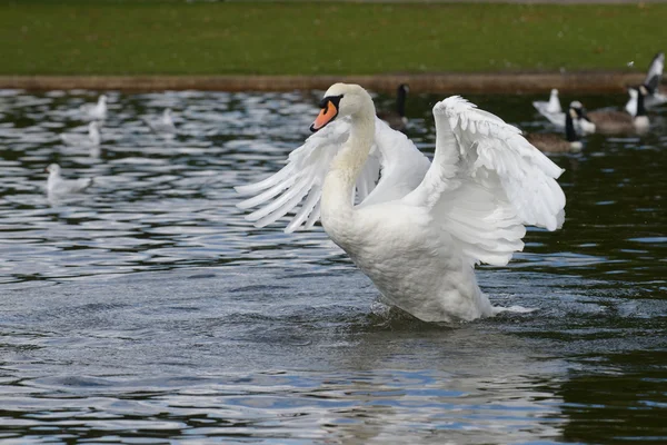 Knobbelzwaan — Stockfoto