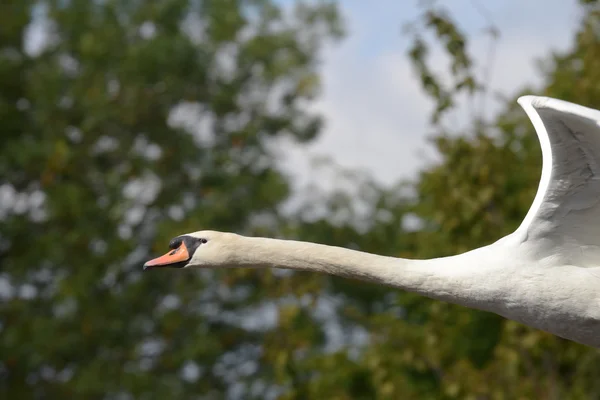 Cigno muto, Cygnus olor — Foto Stock