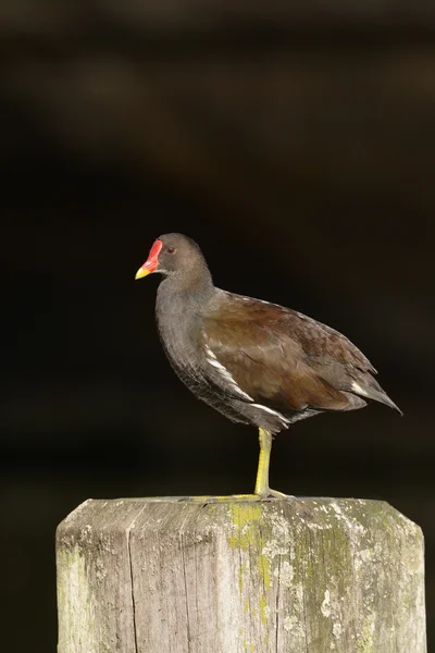 Moorhen — Stock Photo, Image