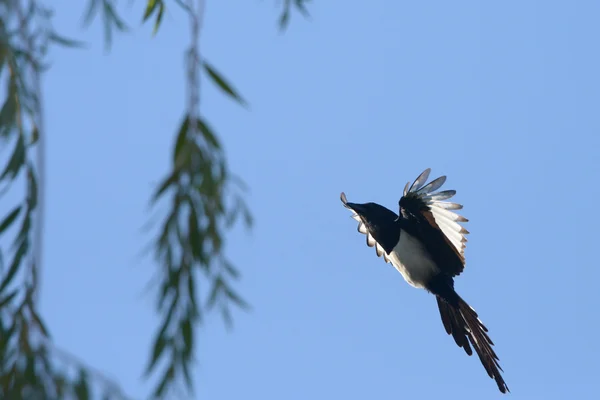 Eurasian Magpie, Magpie, Pica pica — Stock Photo, Image