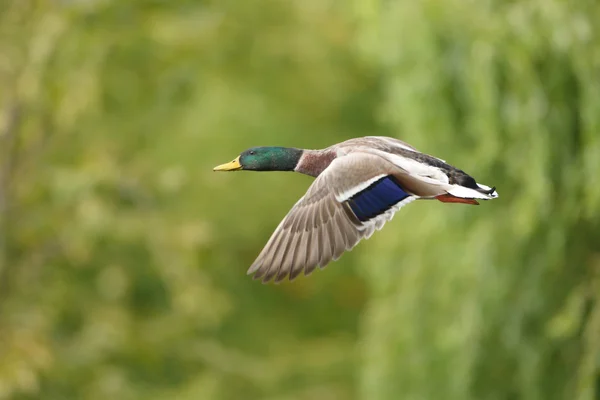 Mallard - Maschio in volo . — Foto Stock