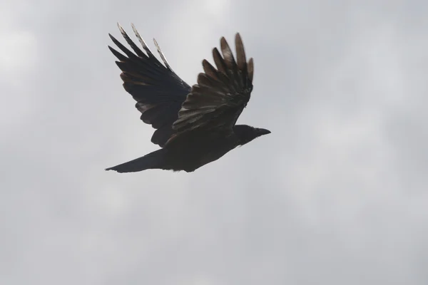 Kråka, corvus corone — Stockfoto