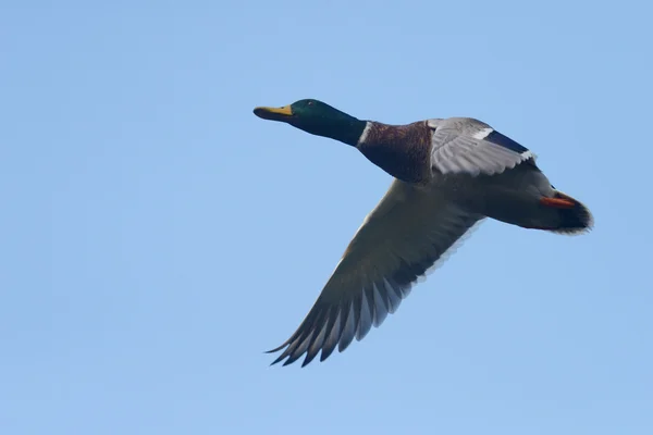 Stockente - Männchen im Flug. — Stockfoto