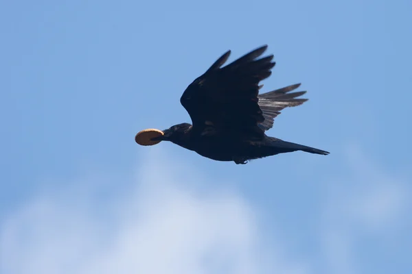 Aaskrähe, Corvus corone — Stockfoto