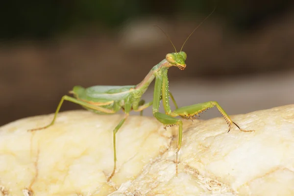 Kudlanka nábožná, Mantis religiosa — Stock fotografie