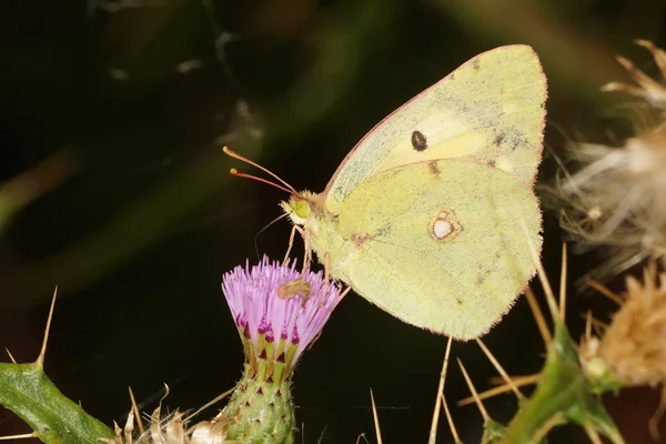 Mglista żółty - motyl — Zdjęcie stockowe