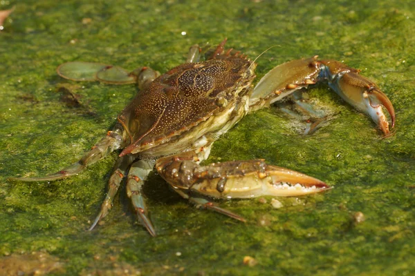 Blue crab, Callinectes sapidus — Stock Photo, Image