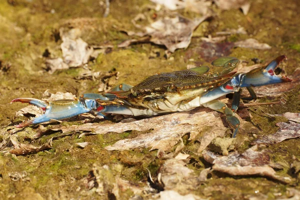 Crabul albastru, Callinectes sapidus — Fotografie, imagine de stoc