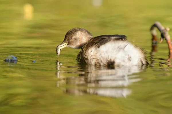 Kis gőz, tachybaptus ruficollis — Stock Fotó