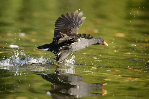 Gallinella d'acqua — Foto Stock