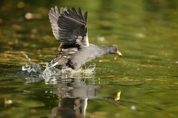 Moorhen — Stock Photo, Image