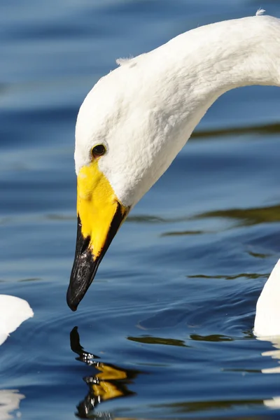 Cisne de Whooper, Cygnus cygnus — Fotografia de Stock