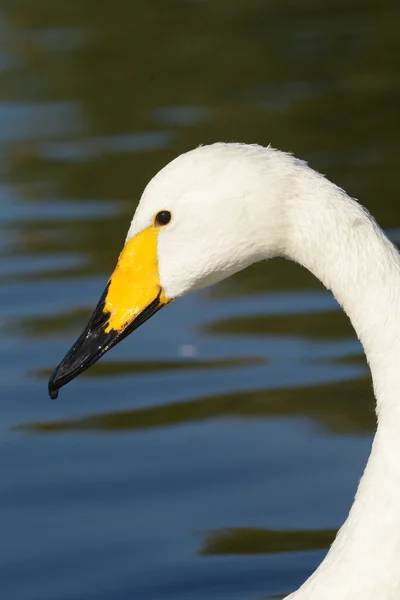 Cisne de Whooper, Cygnus cygnus — Fotografia de Stock