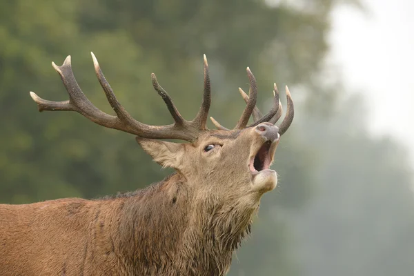 Red Deer, Deer, Cervus elaphus — Stok Foto